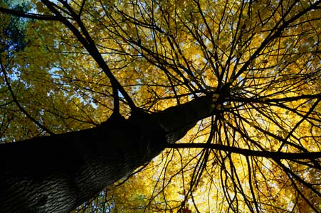 Arbre automne #13 saison nature feuilles tronc écorse , fall season tree trunk bark