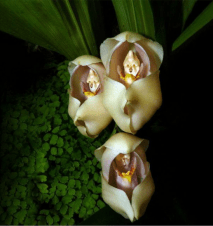 fleur bebe couffin anguloa uniflora
