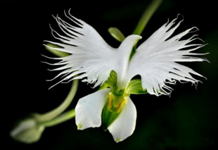 fleur colombe labenaria radiata