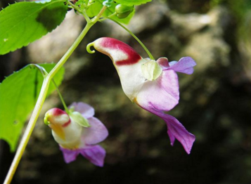 fleur oiseau impatiens psittaci